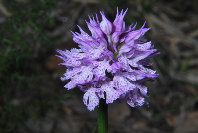 Orchidea: Neotinea tridentata